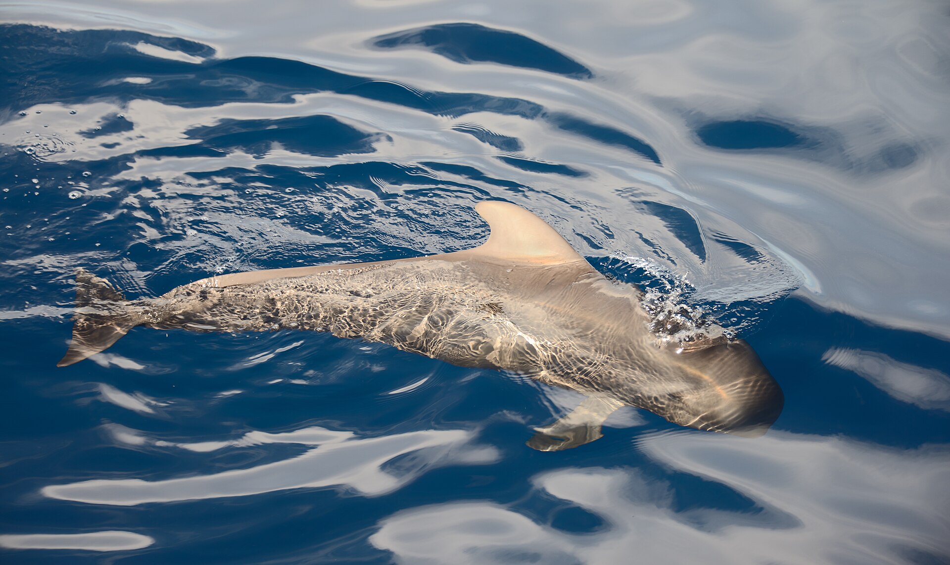 Whale & dolphin boat trip